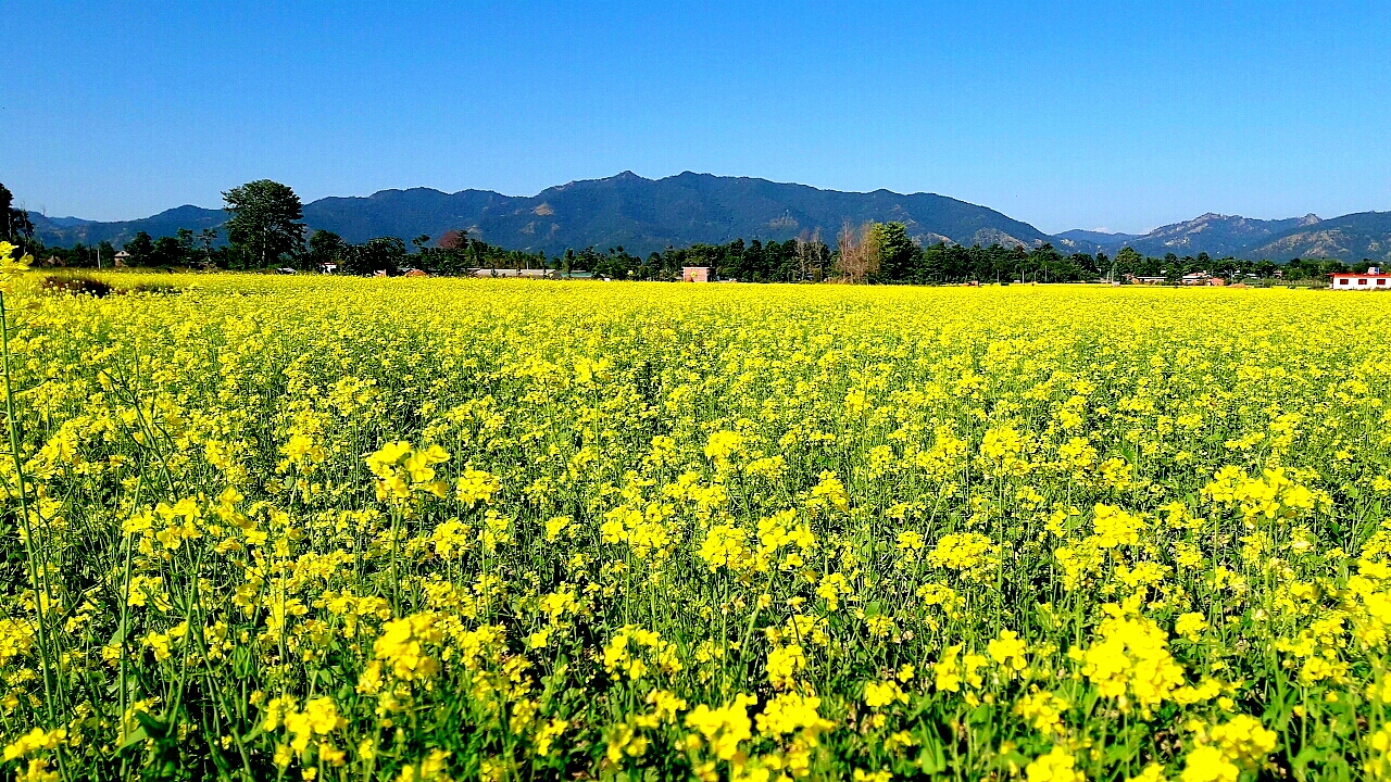 बारामा तेलहन खेतीको क्षेत्रफलमा वृद्धि